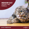 Indoor Cat